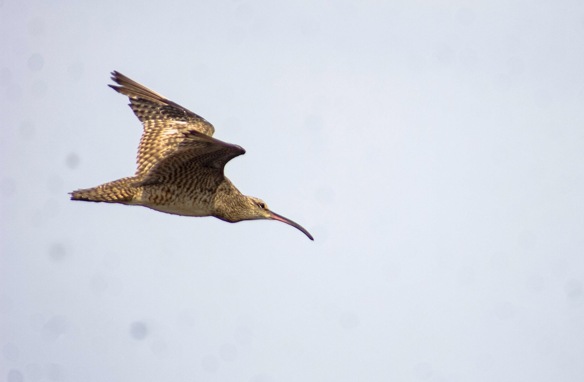 Whimbrel - ML624562760