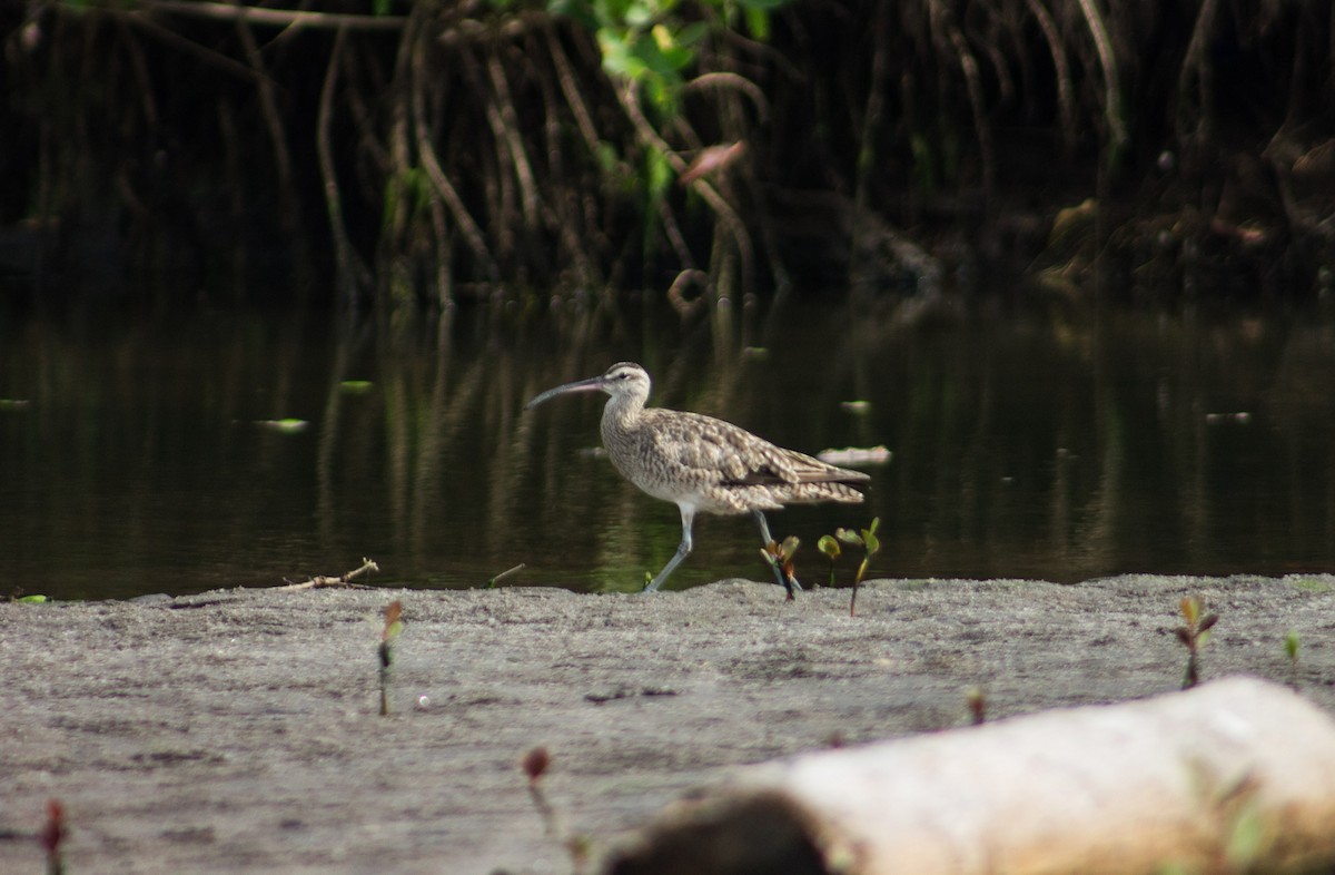 Whimbrel - ML624562761