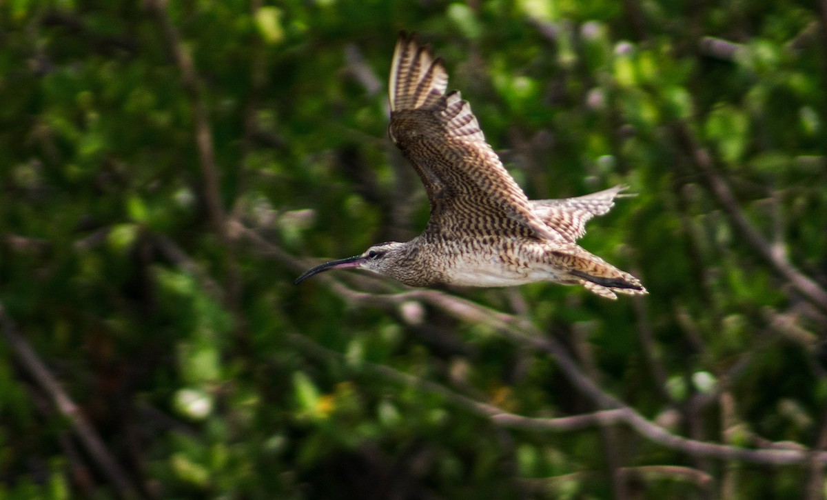 Whimbrel - ML624562762