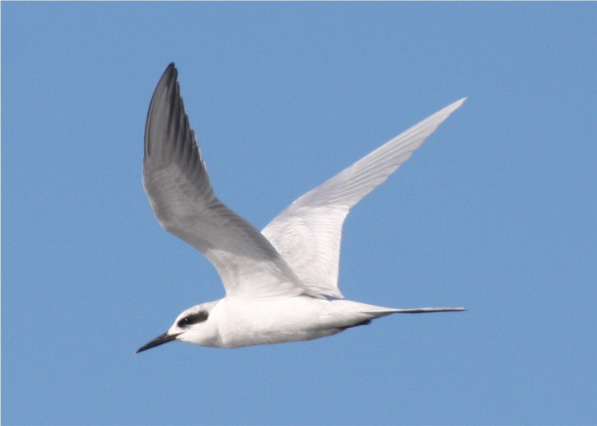 Forster's Tern - ML624562766