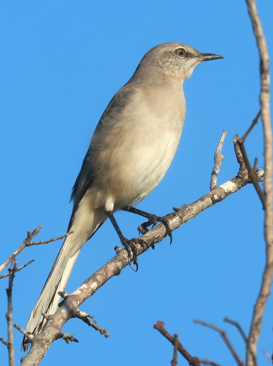 Northern Mockingbird - ML624562779