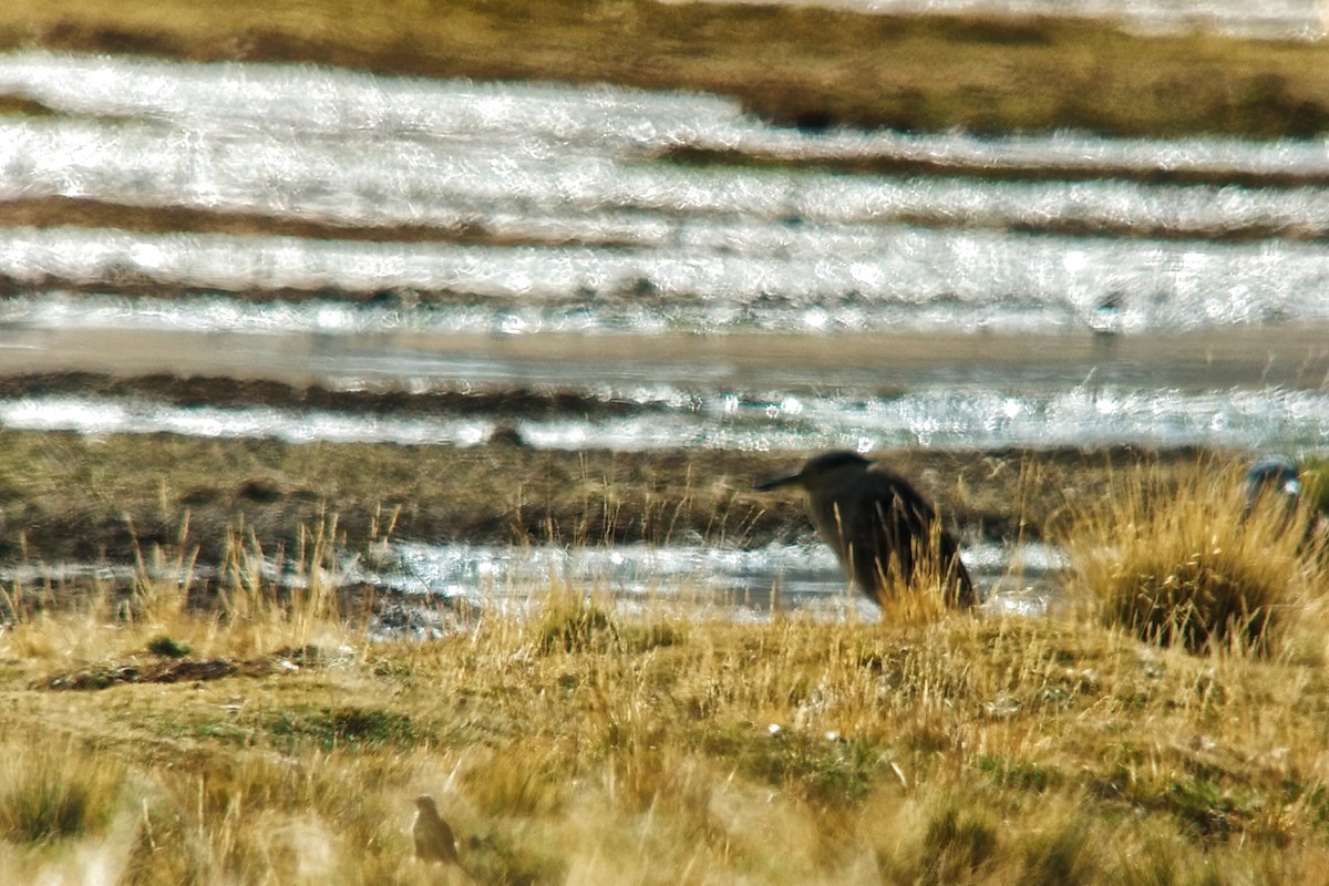 Black-crowned Night Heron - ML624562787