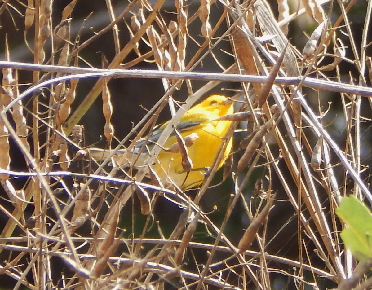 Prothonotary Warbler - ML624562788