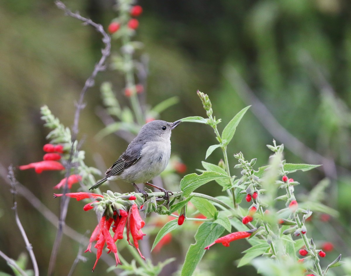 Rusty Flowerpiercer - ML624562793