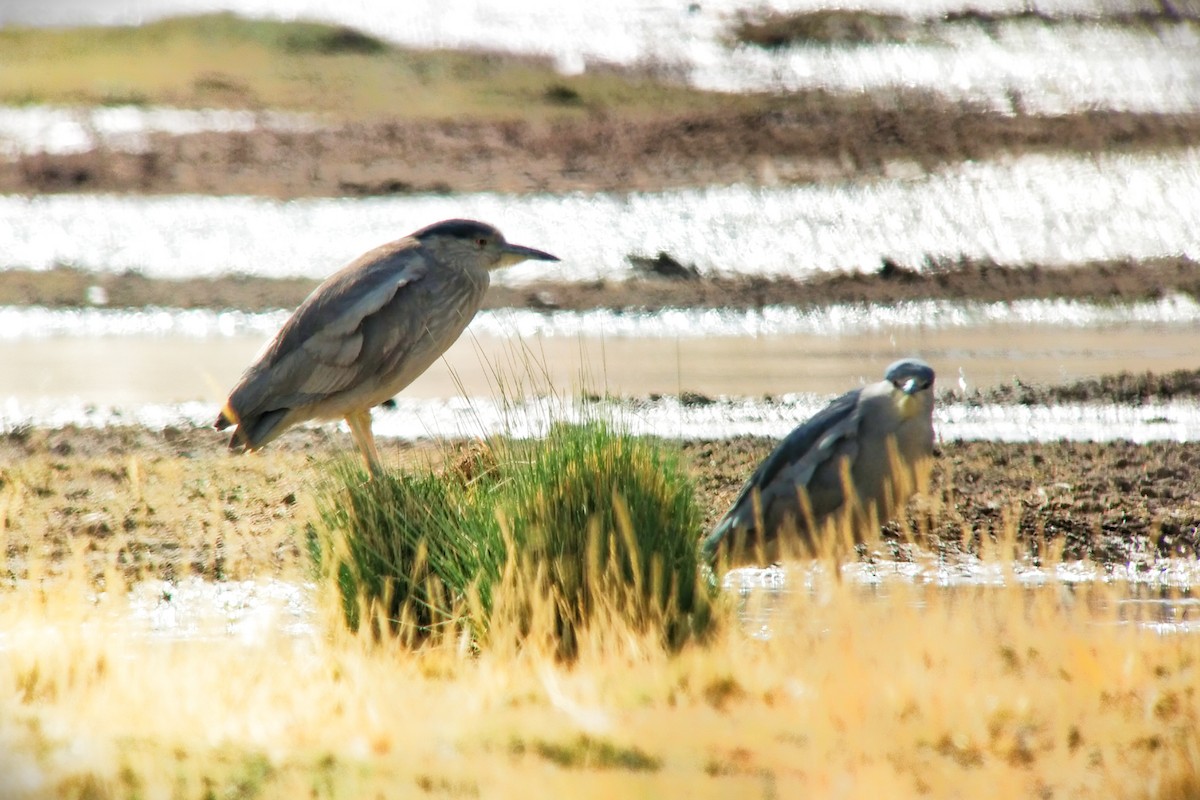 Black-crowned Night Heron - ML624562799