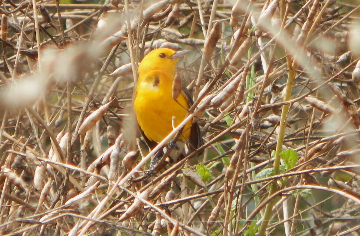 Prothonotary Warbler - ML624562805