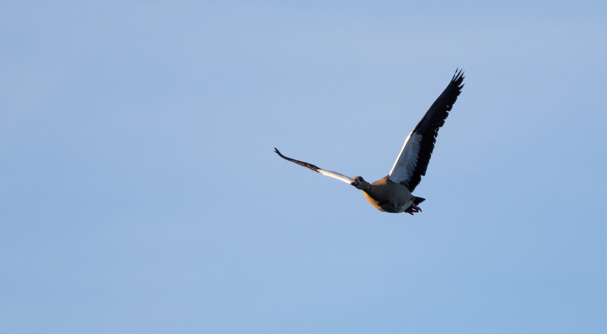 Egyptian Goose - ML624562812