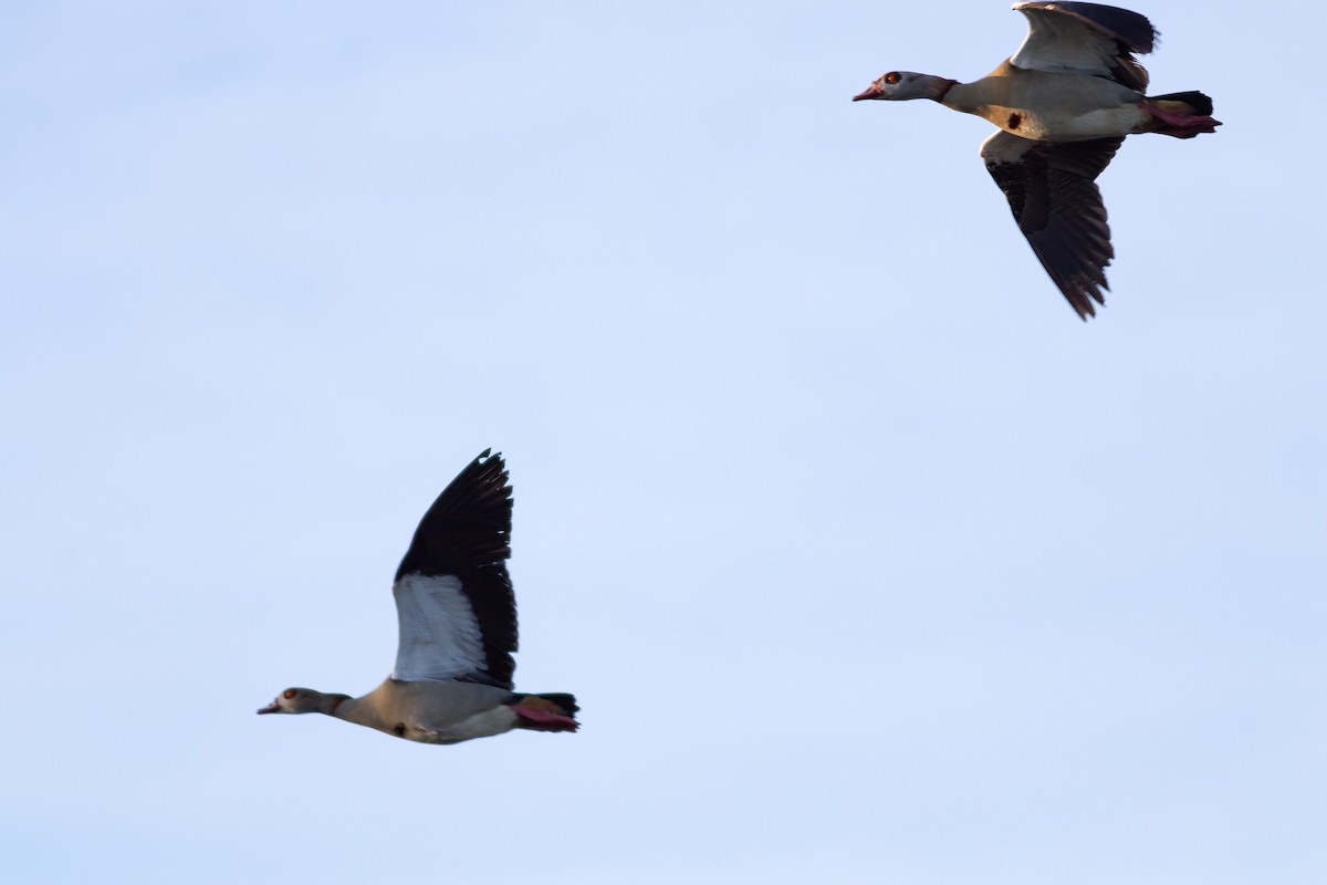 Egyptian Goose - ML624562815