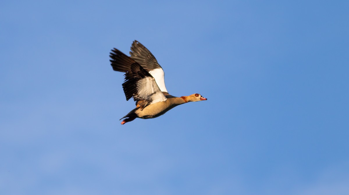 Egyptian Goose - ML624562816