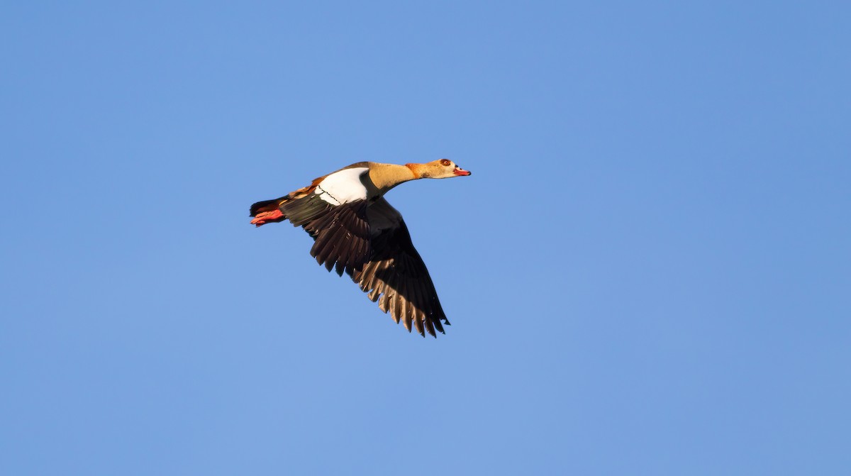 Egyptian Goose - ML624562817