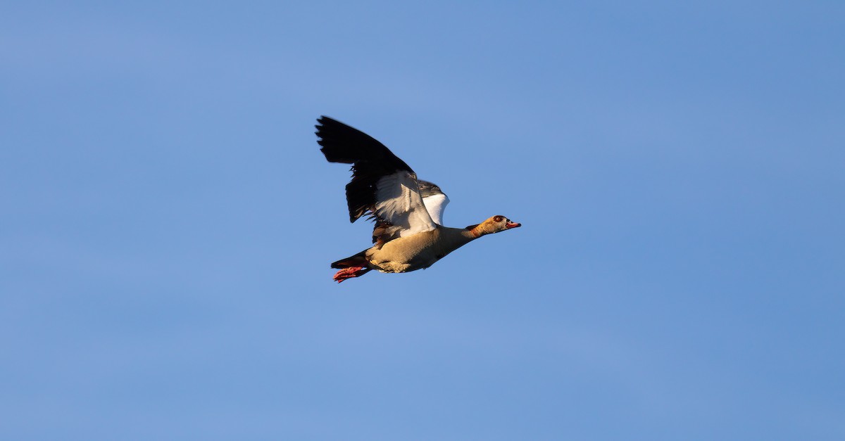 Egyptian Goose - ML624562818