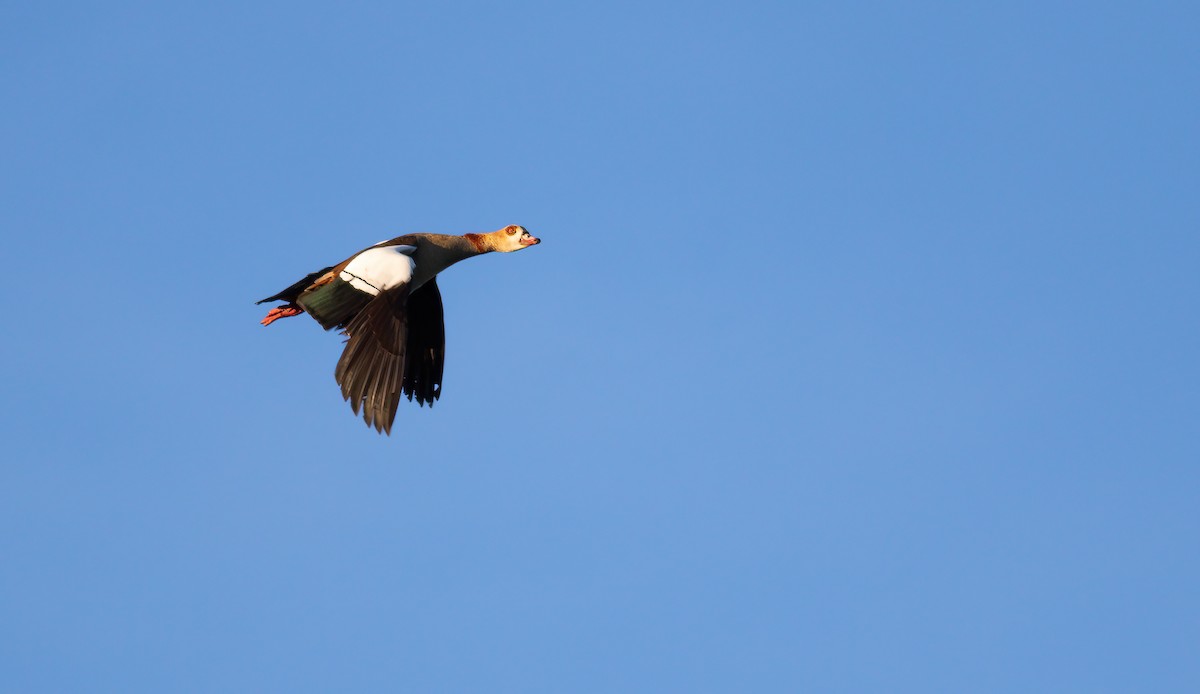 Egyptian Goose - Andrew Barski