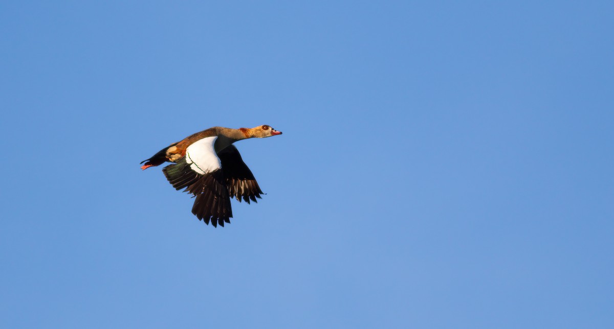 Egyptian Goose - ML624562820