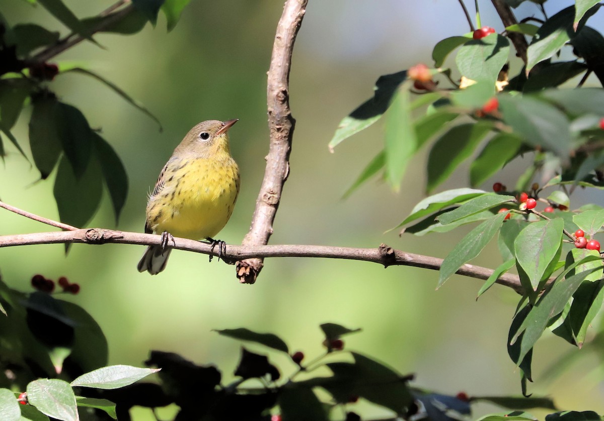 Kirtland's Warbler - ML624562834