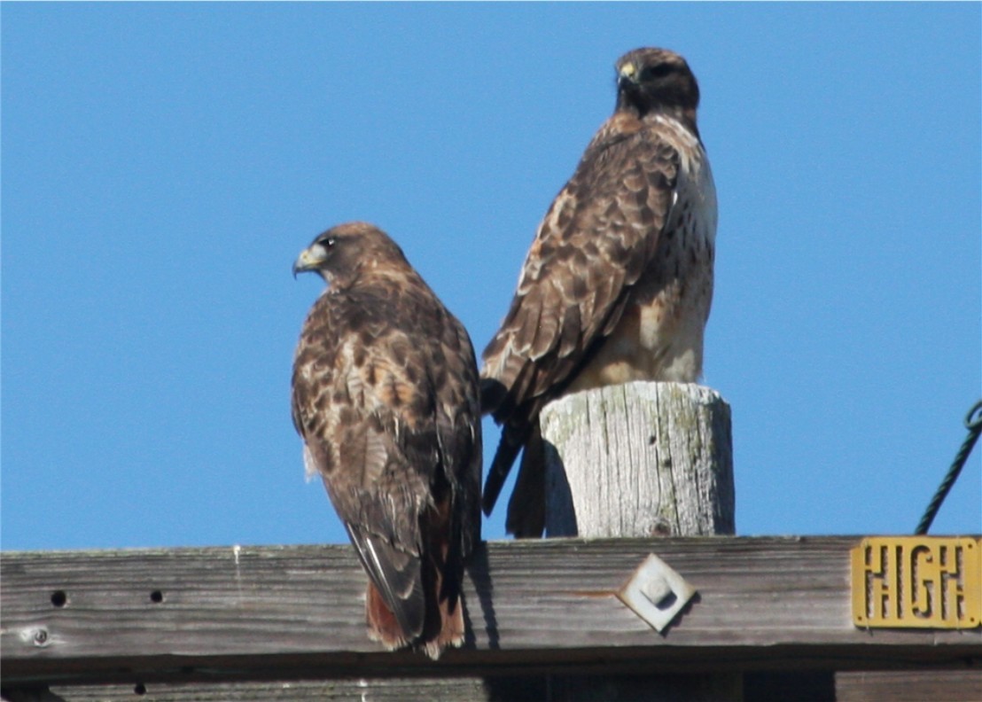 Red-tailed Hawk - ML624562875