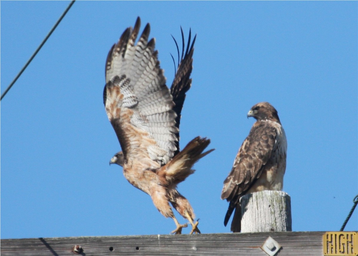 Red-tailed Hawk - ML624562876