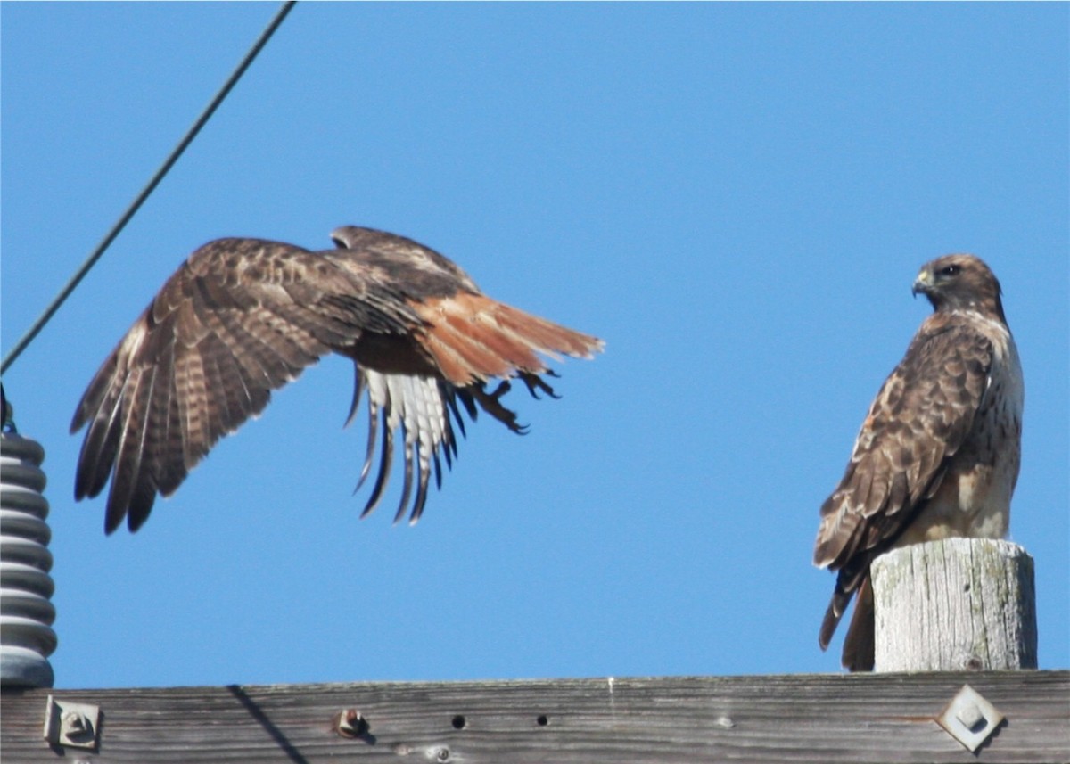 Red-tailed Hawk - ML624562877