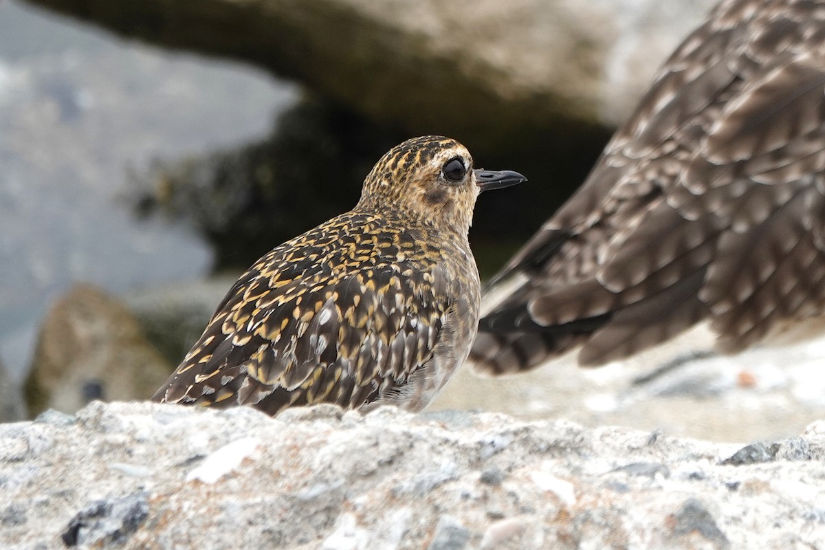 Pacific Golden-Plover - ML624562986