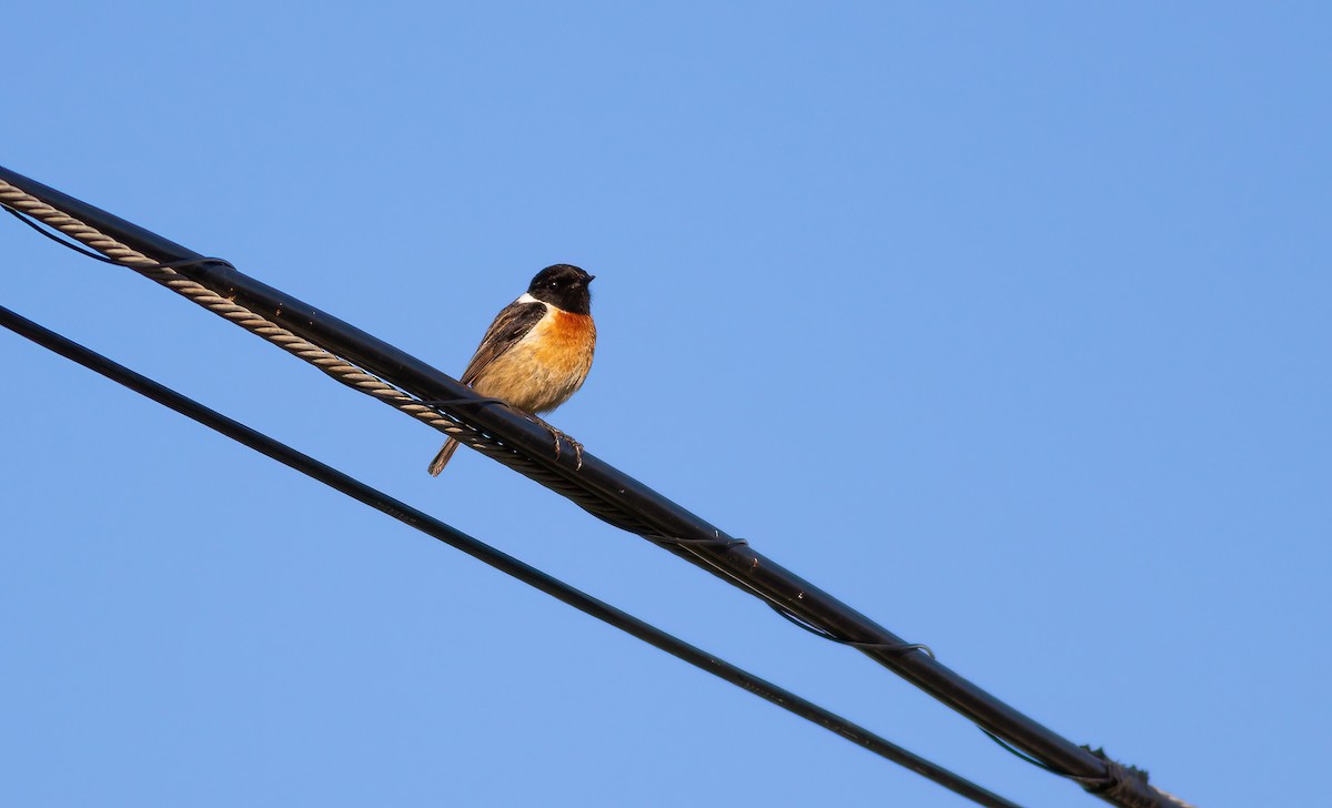 European Stonechat - ML624562988