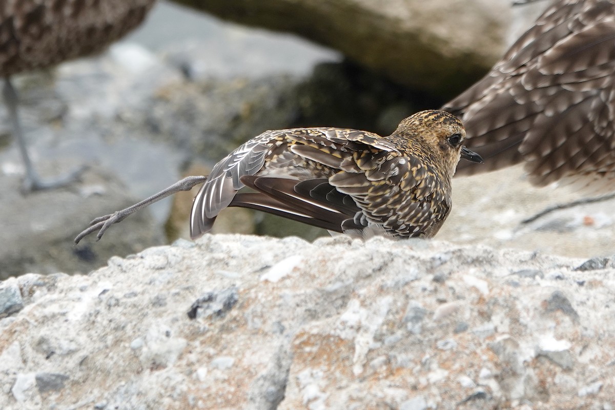 Pacific Golden-Plover - ML624562992