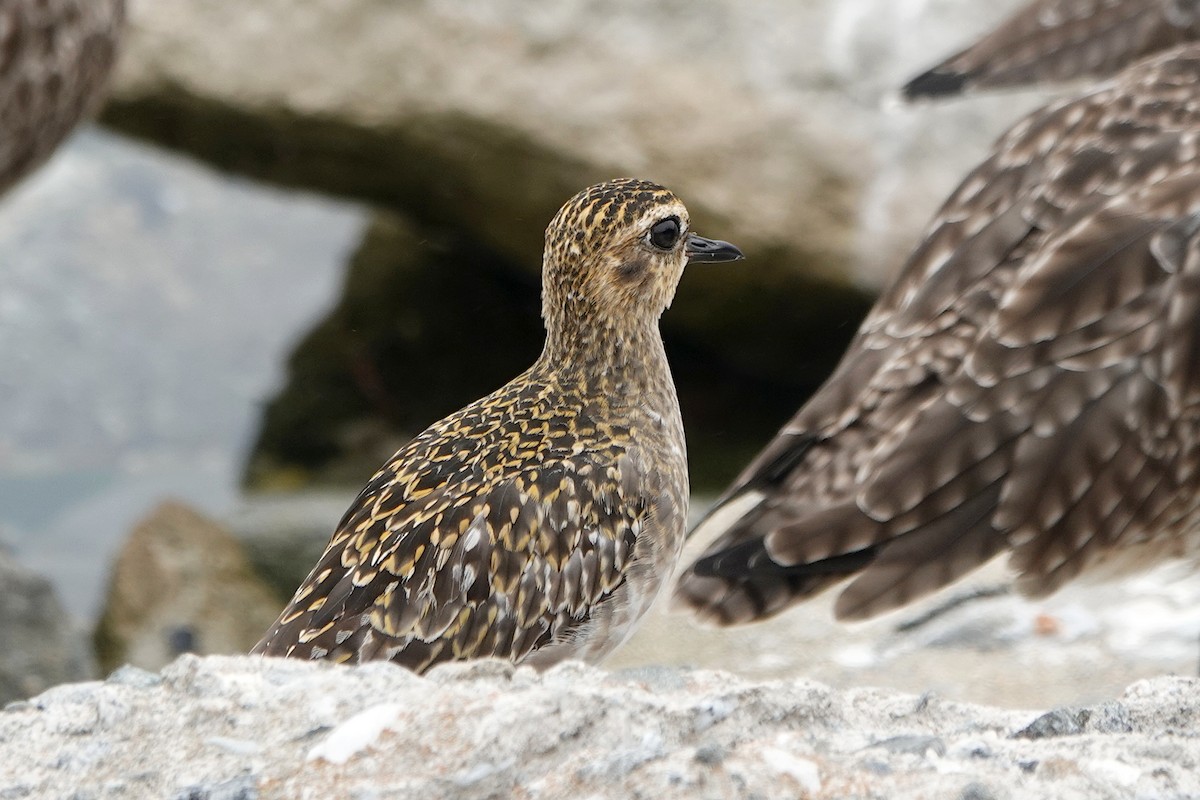 Pacific Golden-Plover - ML624563000