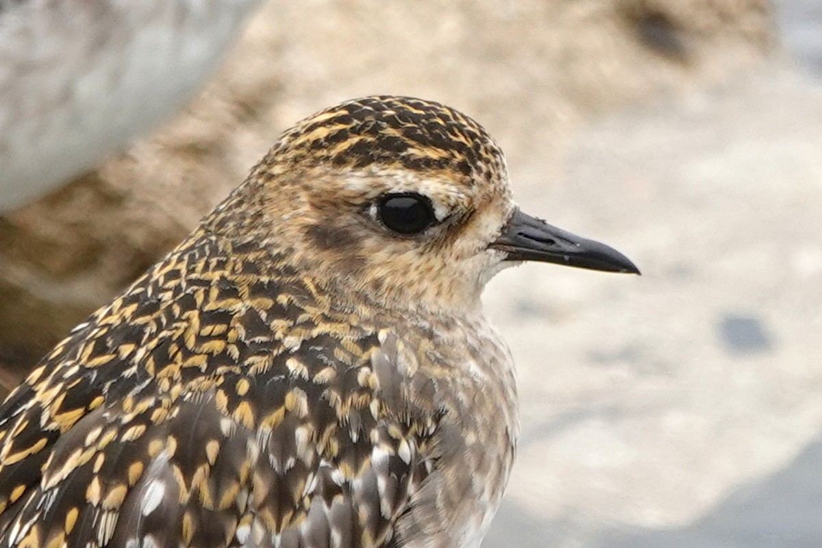 Pacific Golden-Plover - ML624563011