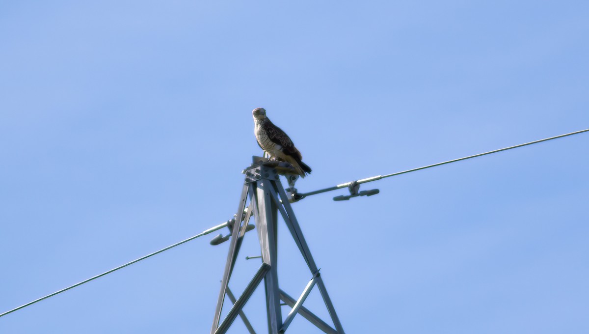 Short-toed Snake-Eagle - ML624563017