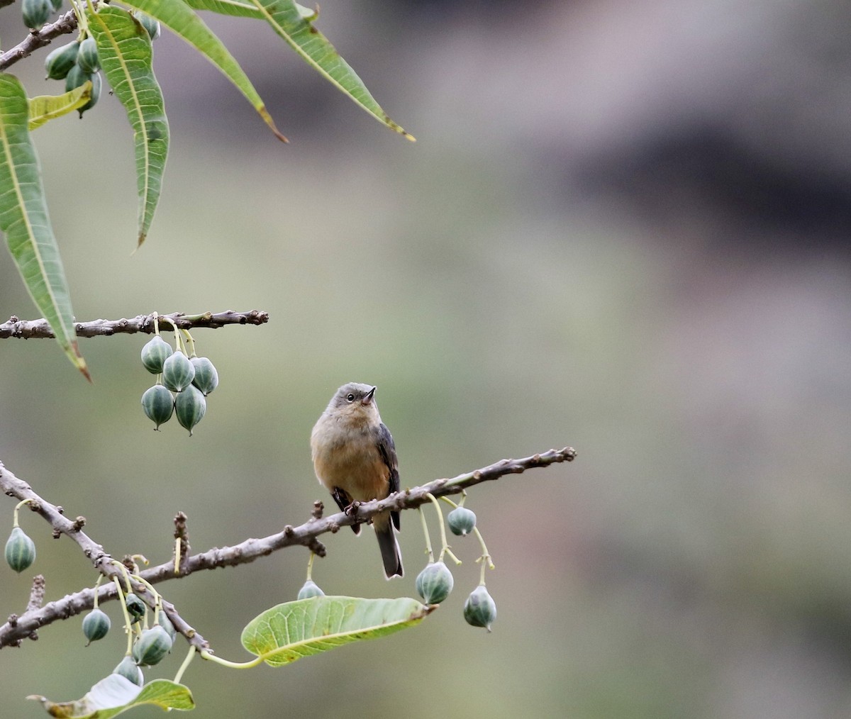 Rusty Flowerpiercer - ML624563021