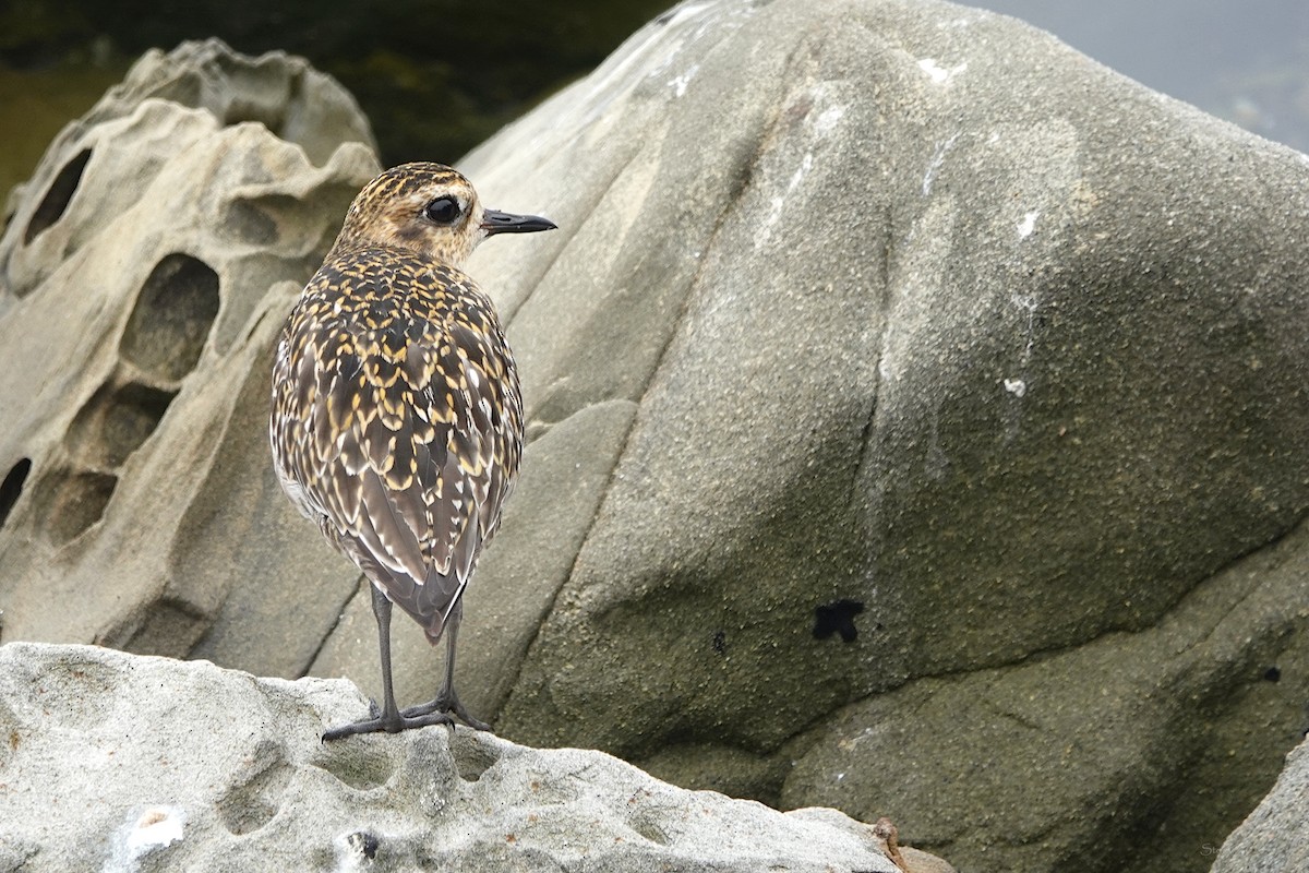 Pacific Golden-Plover - ML624563033