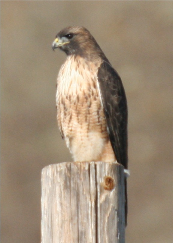 Red-tailed Hawk - ML624563035