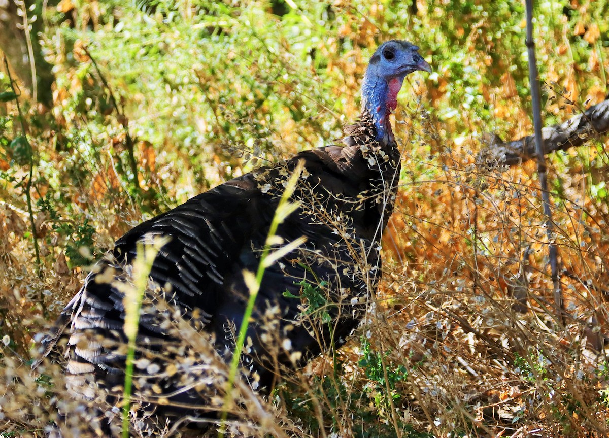 Wild Turkey - Risë Foster-Bruder