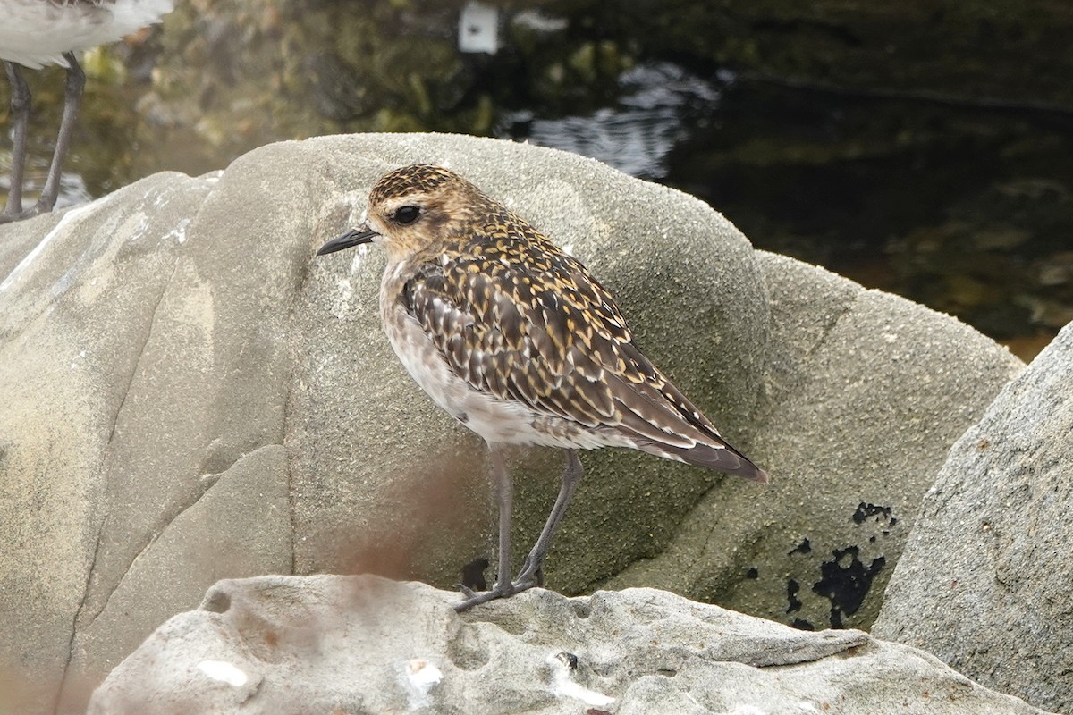 Pacific Golden-Plover - ML624563055