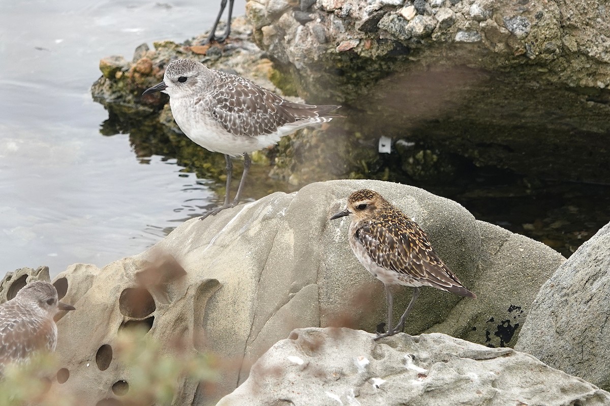 Pacific Golden-Plover - ML624563069