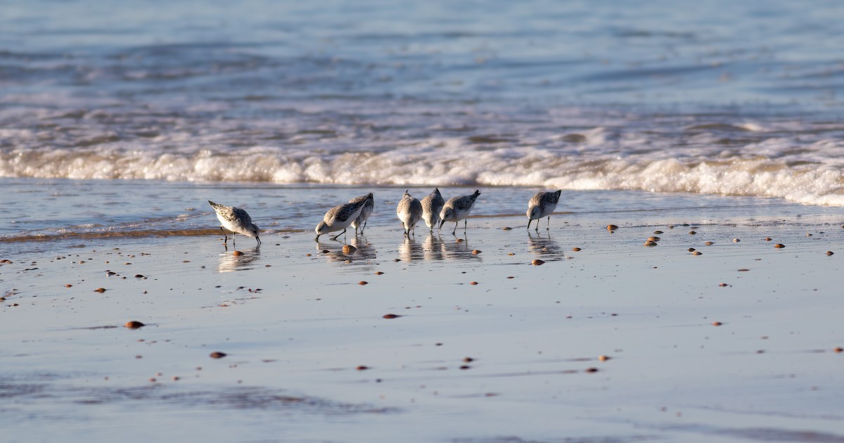 Sanderling - ML624563157