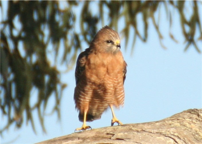 Red-shouldered Hawk - ML624563169