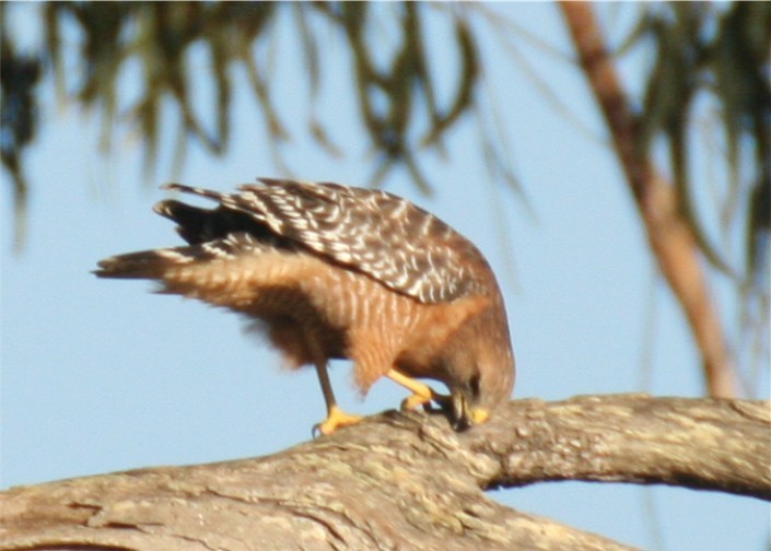 Red-shouldered Hawk - ML624563170