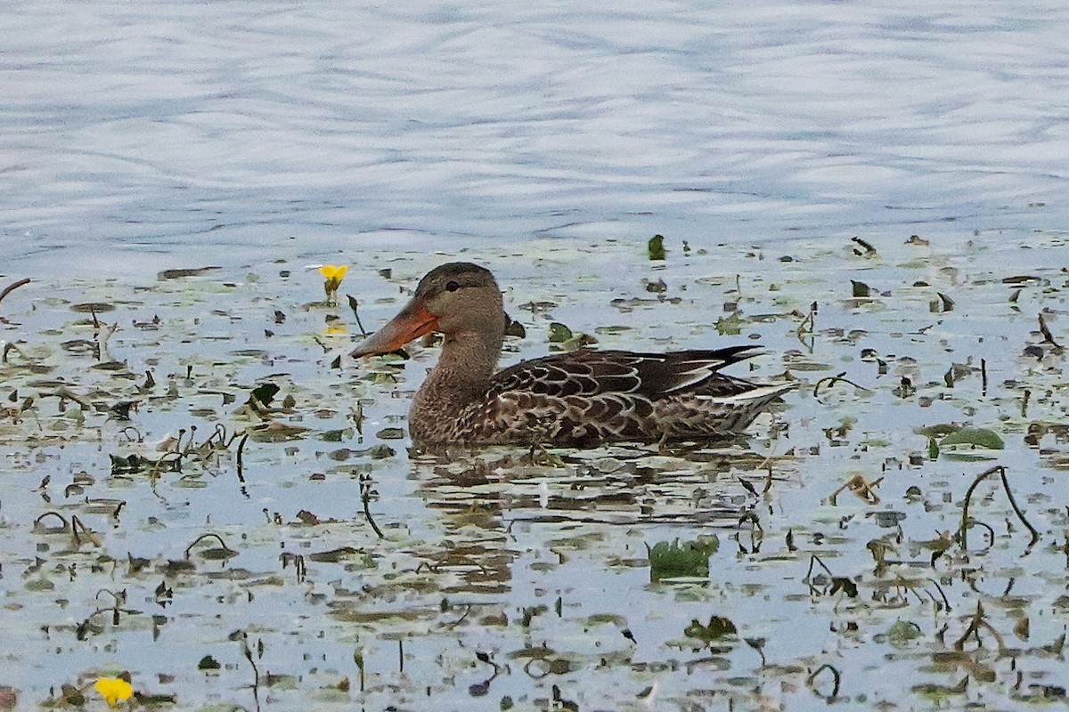 Cuchara Común - ML624563182