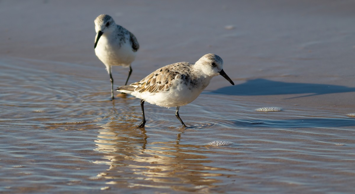 Sanderling - ML624563185