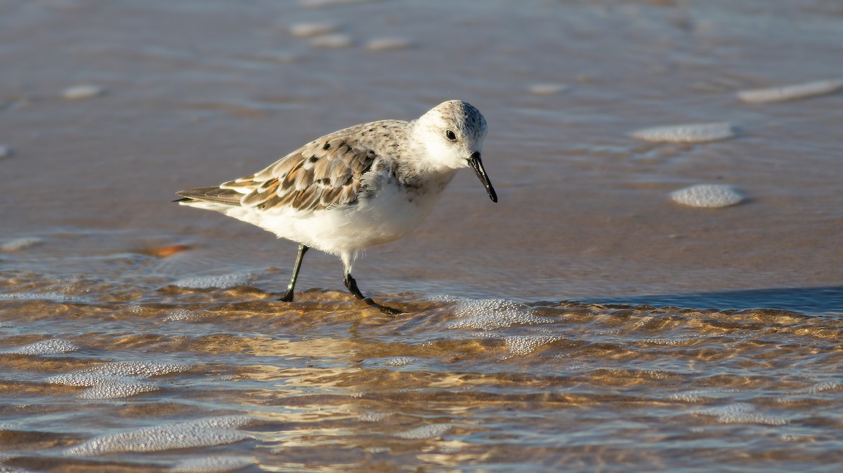 Sanderling - ML624563186