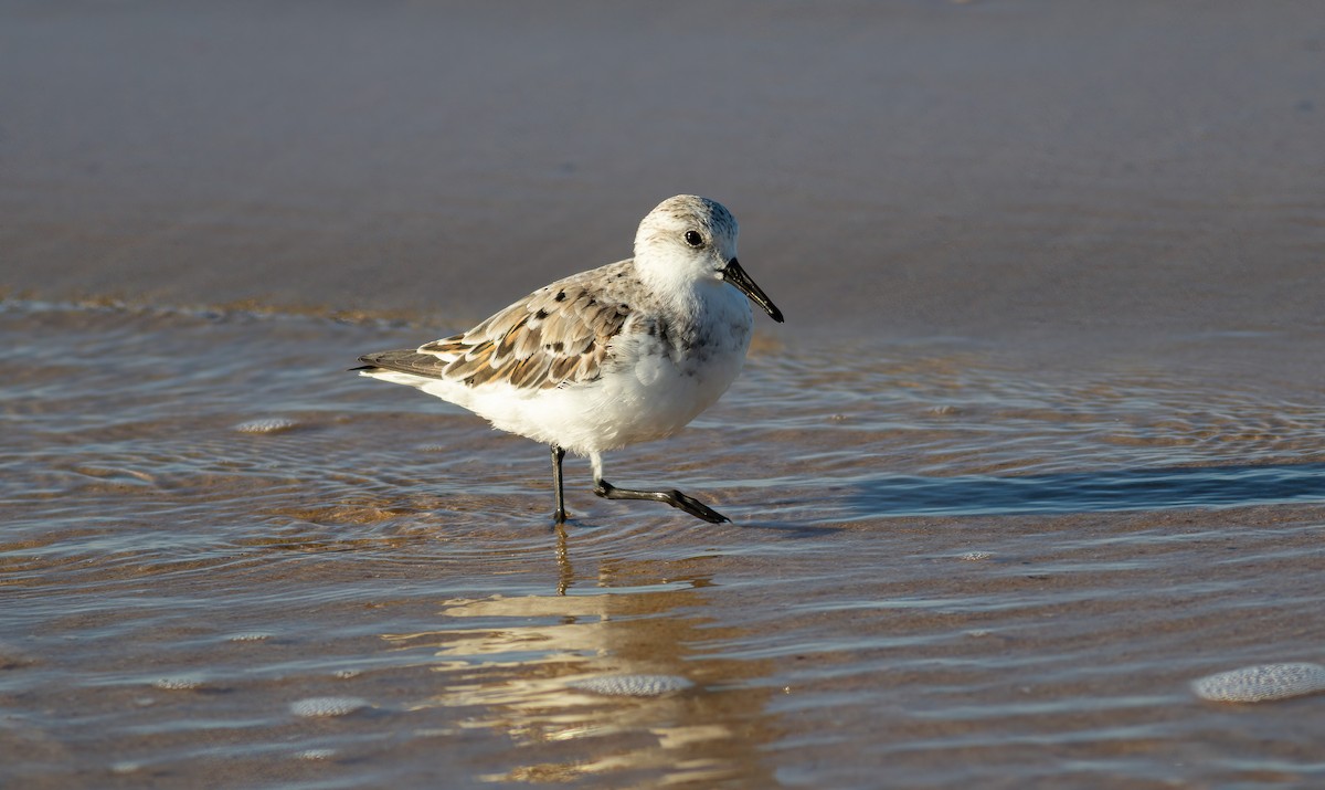 Sanderling - ML624563187