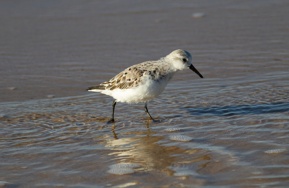 Sanderling - ML624563188