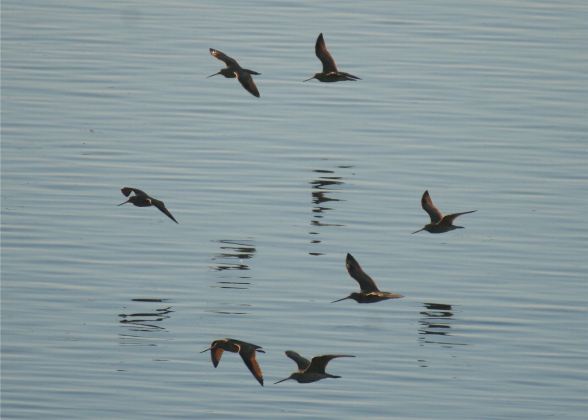 Marbled Godwit - ML624563211