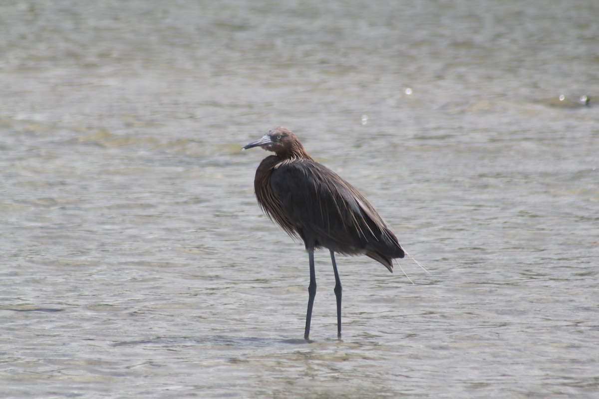 Reddish Egret - ML624563230
