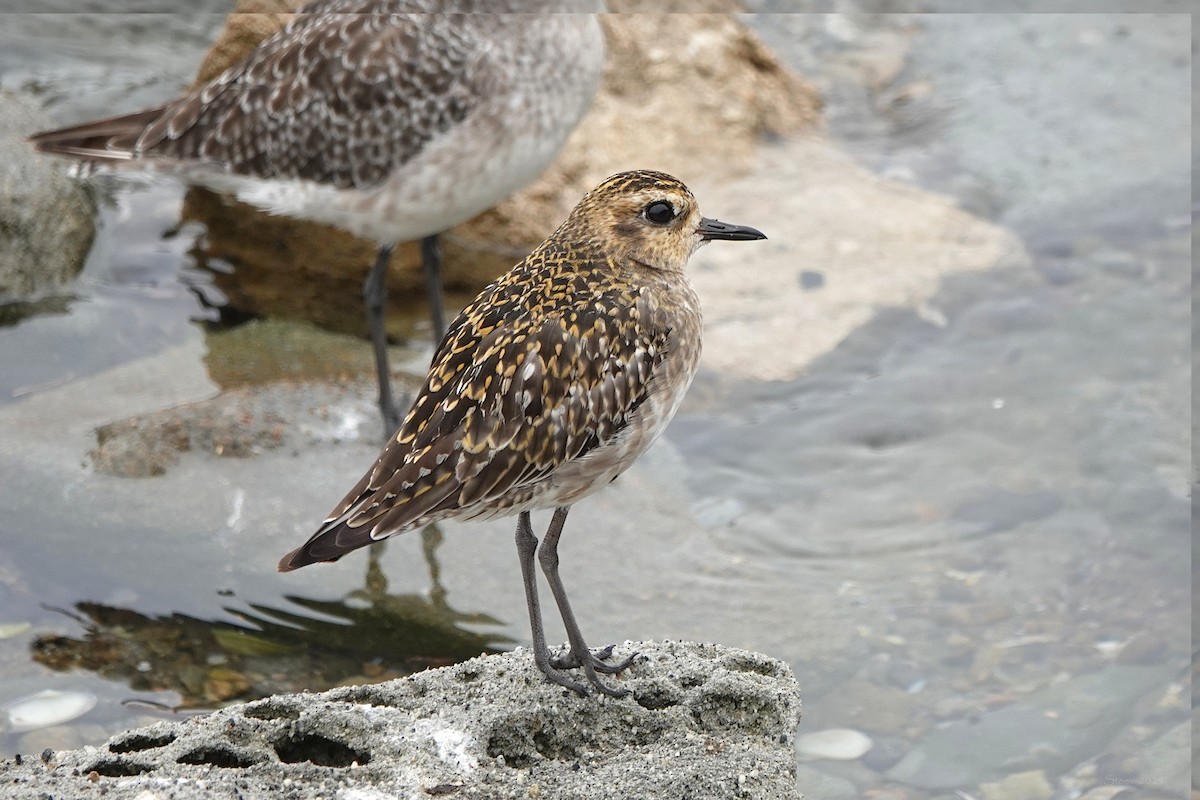 Pacific Golden-Plover - ML624563240