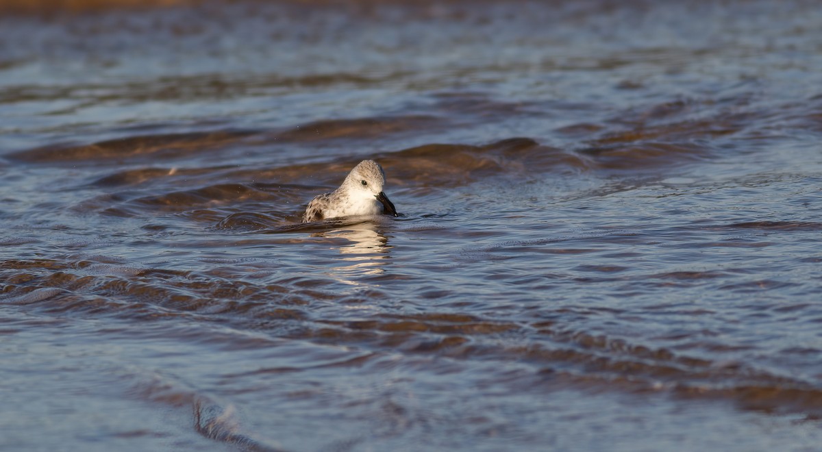 Sanderling - ML624563258