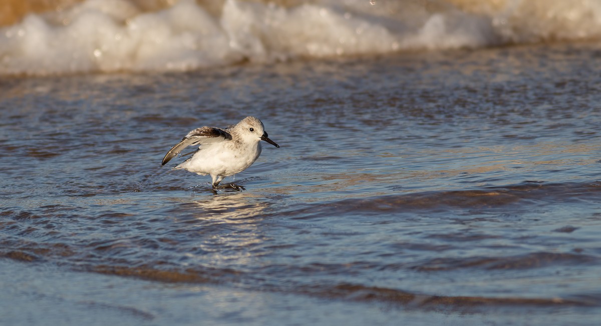 Sanderling - ML624563259