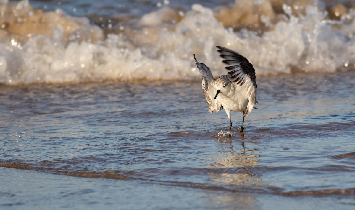 Sanderling - ML624563260