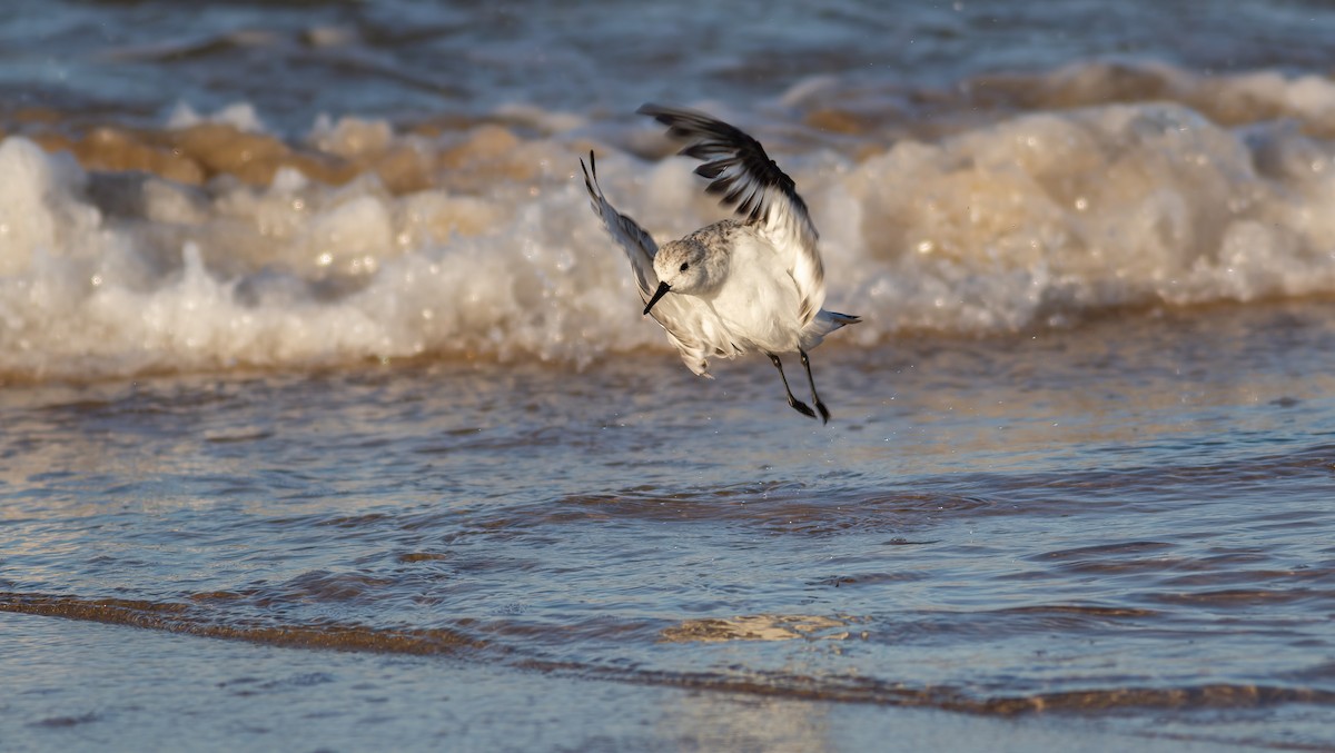 Sanderling - ML624563261