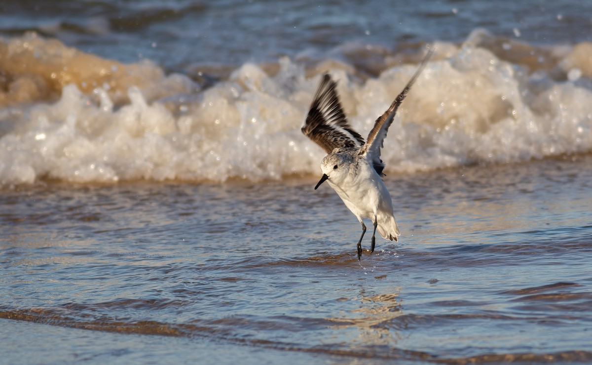 Sanderling - ML624563262