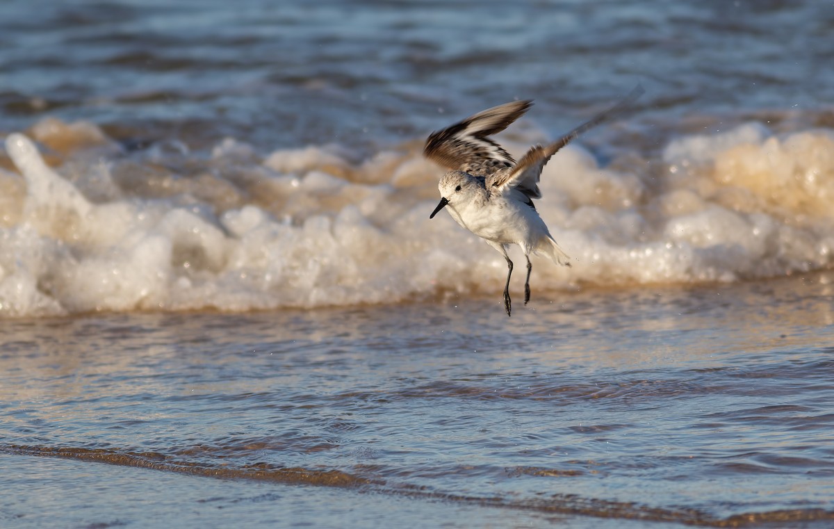 Sanderling - ML624563263